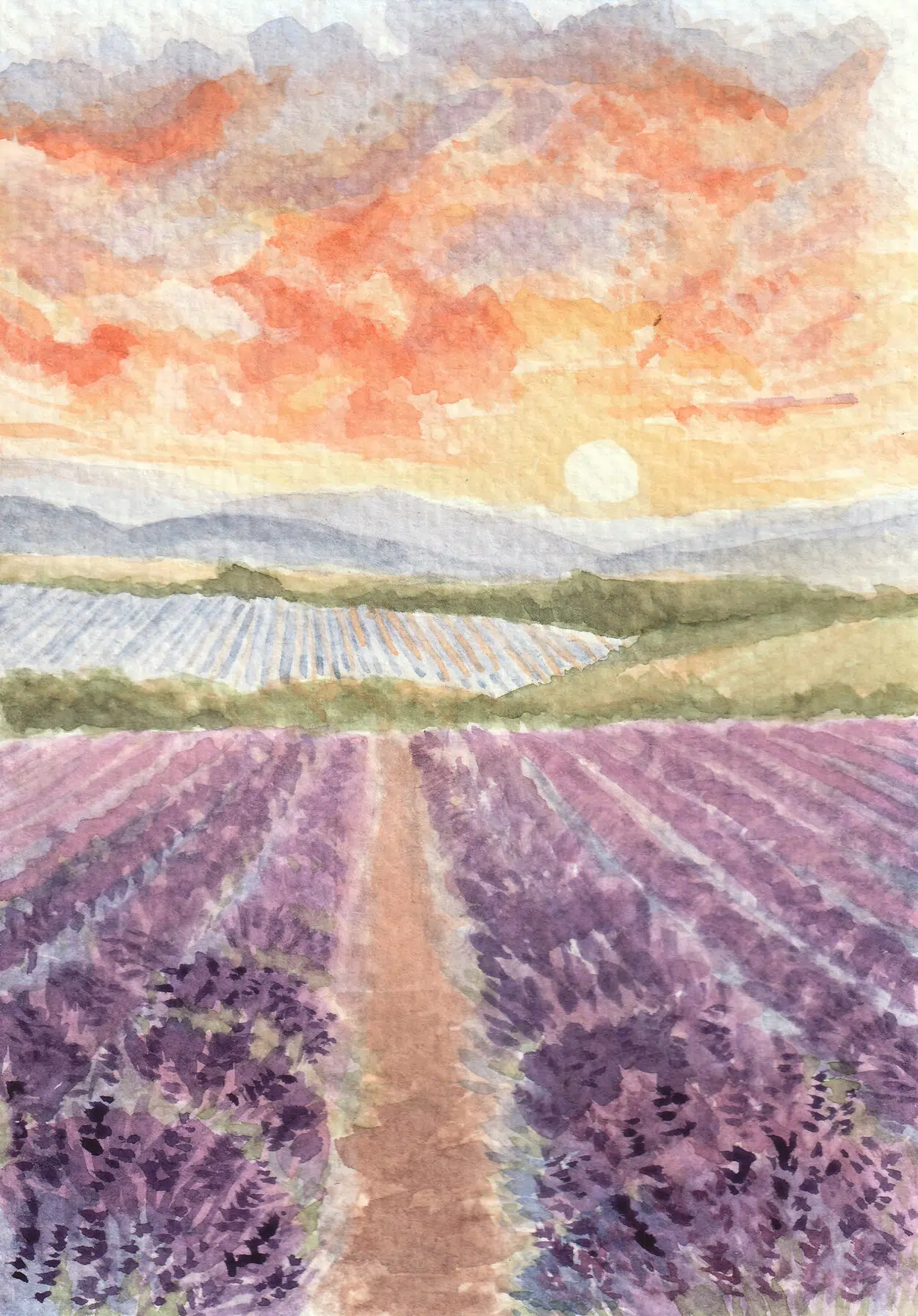 Lavender Fields