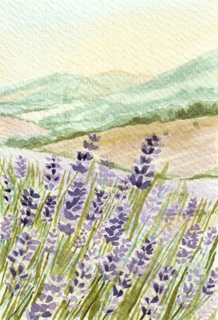 Lavender Vista